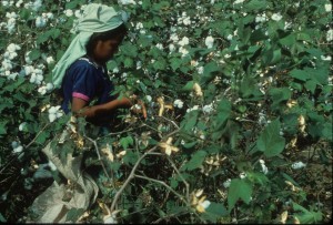 Niña recolectora en campo de algodón, Guatemala,1979-1985). Archivo del Ejército Guerrillero de los Pobres, EGP Fototeca Guatemala, CIRMA. (GT-CIRMA-FG-060-04-18)