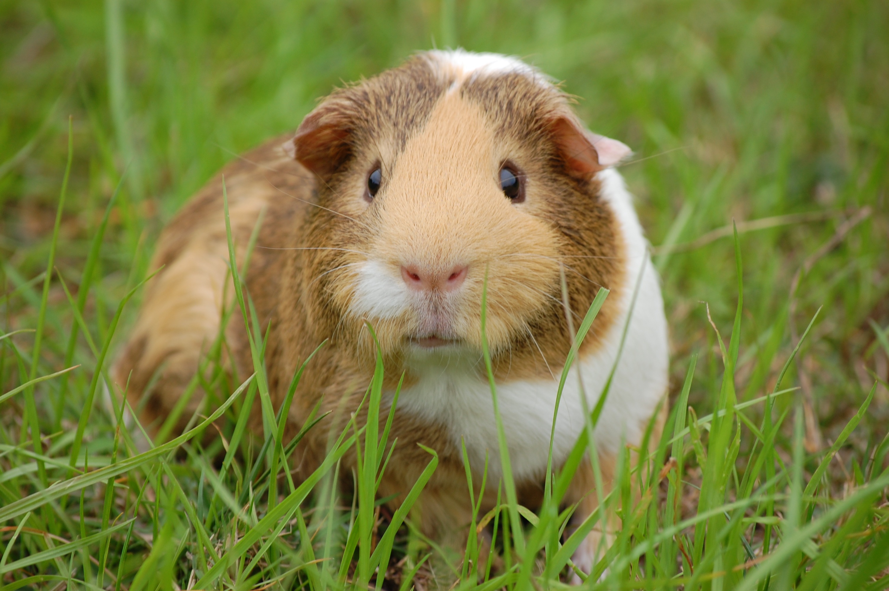 Guinea Pig Mea Culpa NiCHE