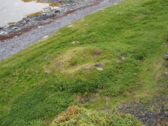 The structure of a bread oven is clearly visible as a penannular mound with a sunken centre where the dome has collapsed in on itself, at Grandchain Island, St Lunaire (EiAu-04).