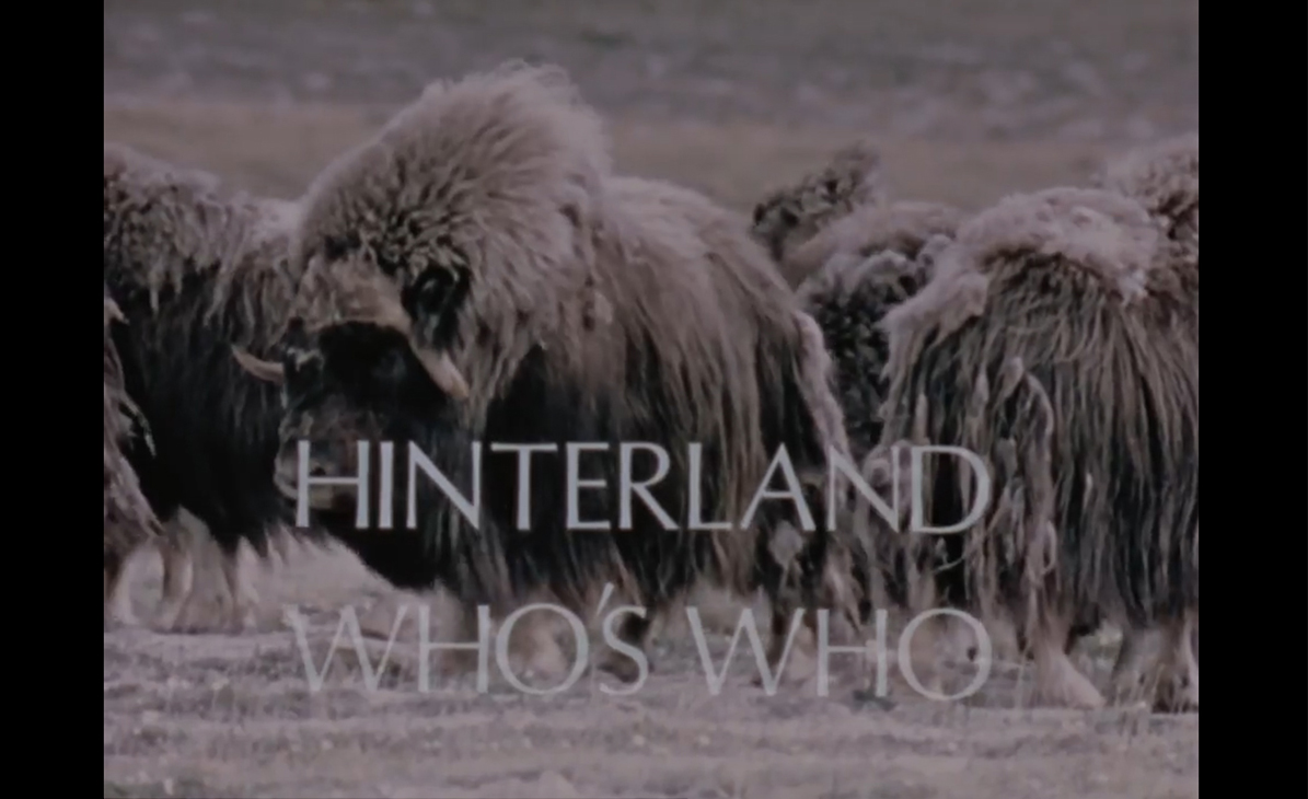 Hinterland Who's Who - Blue Jay
