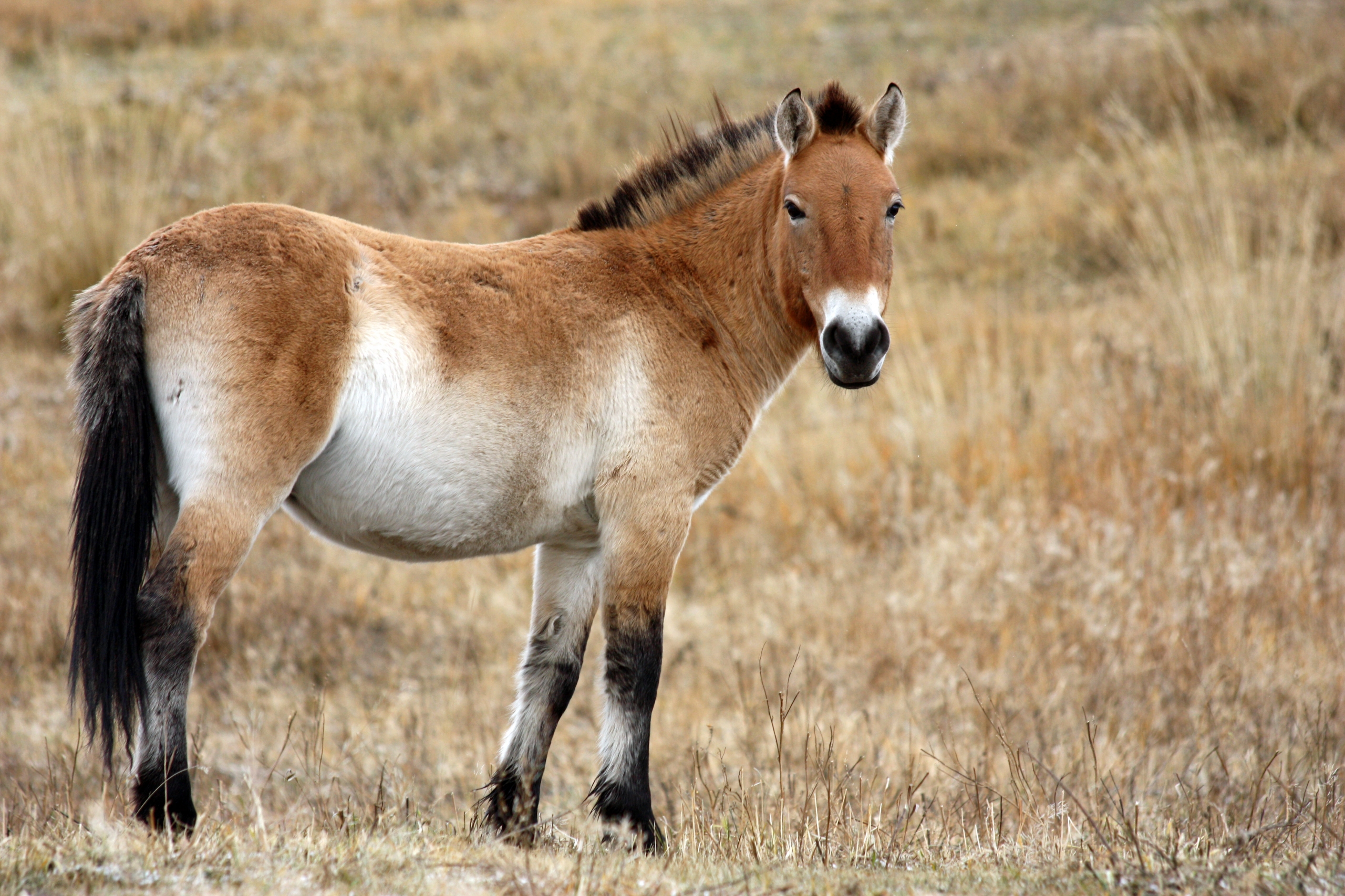 Лошадиные лошади. Лошадь Пржевальского Equus przewalskii. Пржевальский лошадь Пржевальского. Дикая лошадь лошадь Пржевальского. Тарпан Кулан лошадь Пржевальского.