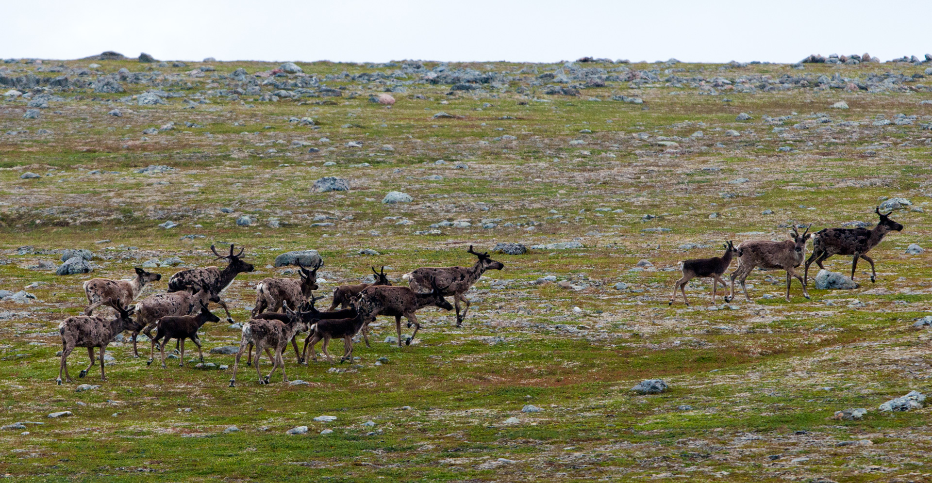 Reindeer at the End of the World: Apocalypse, Climate, and Soviet ...