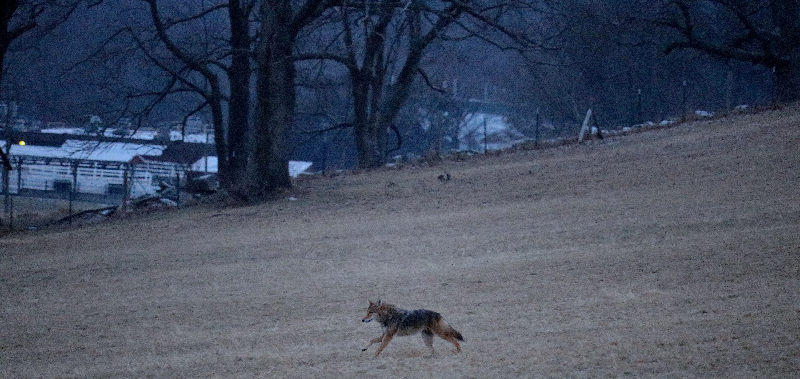 coyotecore #coyotetherian #therian #aesthetic #coywolf in 2023