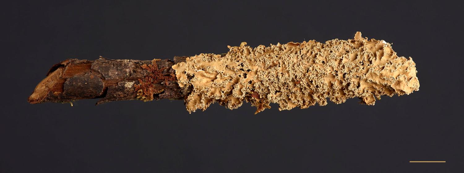 Big C3 Energy: Arctic Plant Collections as Evidence for the Climate Crisis.