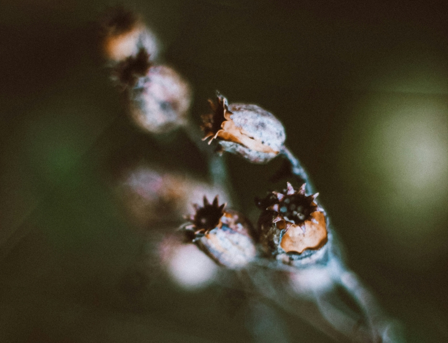 Call for American Society for Environmental History (ASEH) Journal – Germinate 