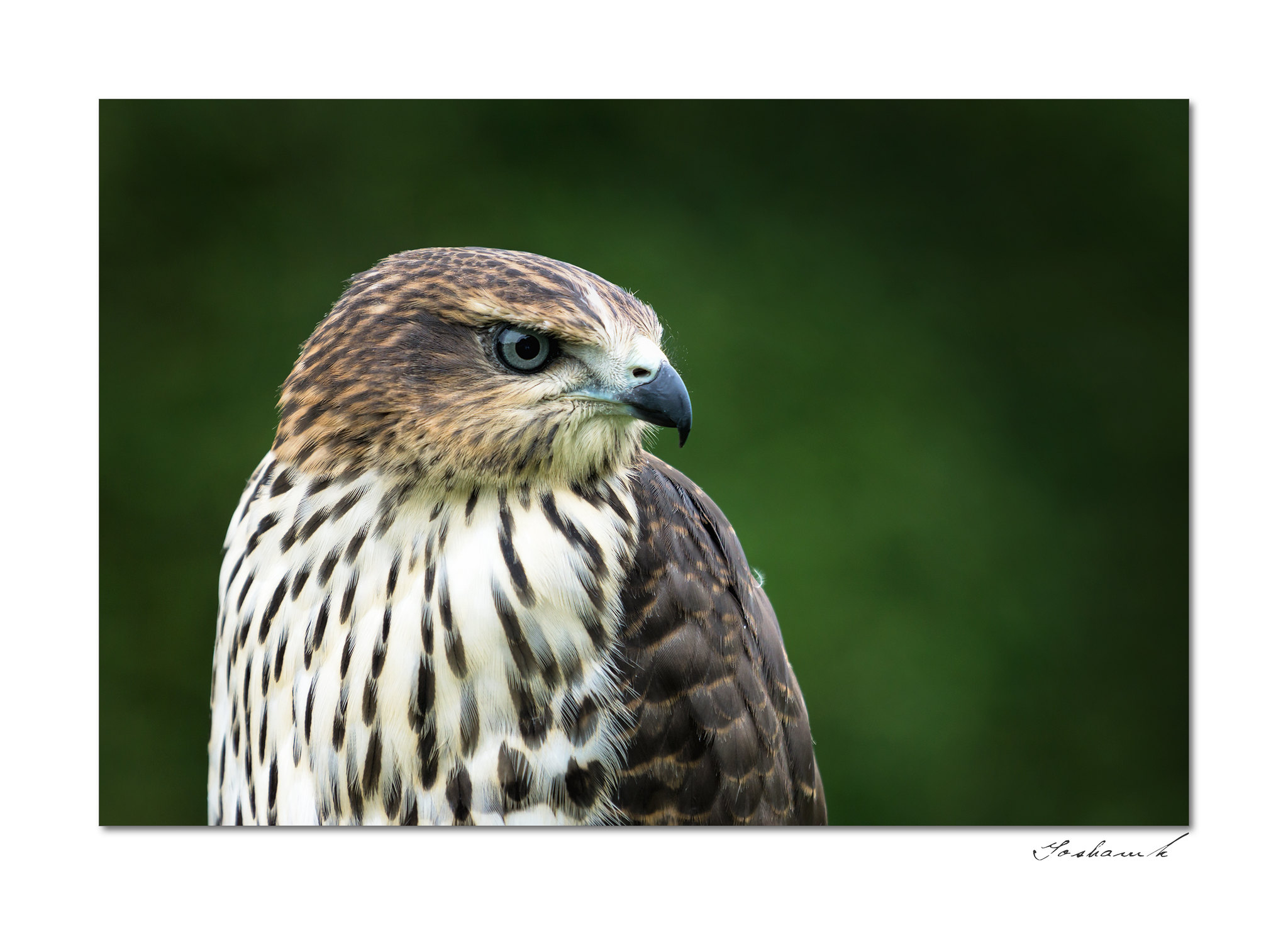Queer Hawk Free as a Hawk: On T.H. White, Queer Misanthropic Joy, and Interspecies ...